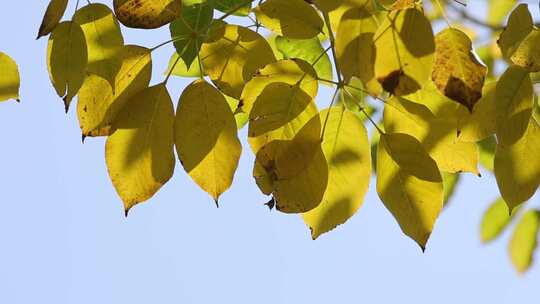 逆光下秋天的黄叶