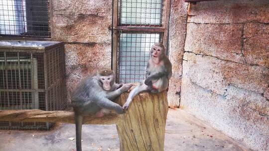 动物园猴子玩耍视频素材模板下载