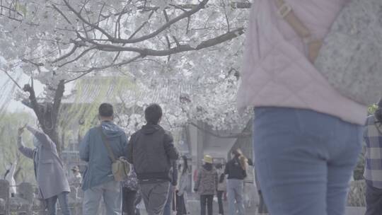 济南 五龙潭 百花公园 春日素材