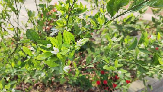 疫情城市农村街道菜园春天绿色植物