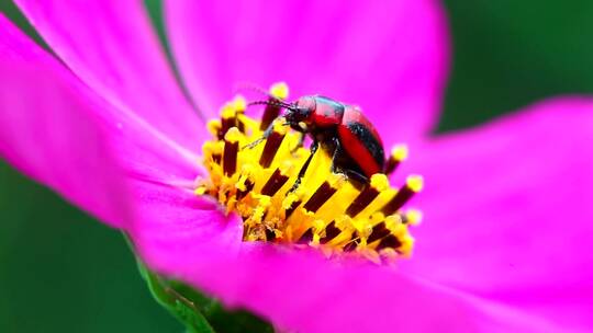 走在粉红色花朵上的甲虫