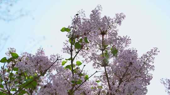 春天阳光下盛开的粉色紫丁香花朵花簇