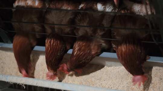 鸡养鸡鸡养殖养鸡厂视频素材模板下载
