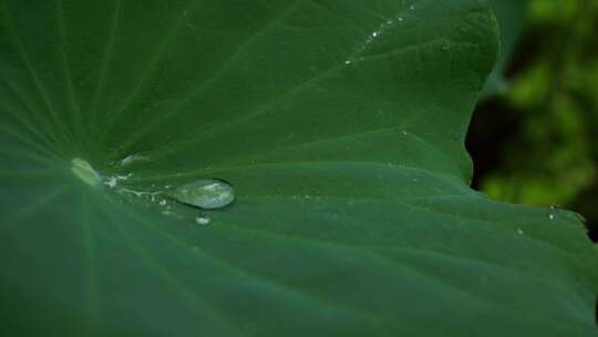 荷叶水滴水珠_雨水雨滴滑落