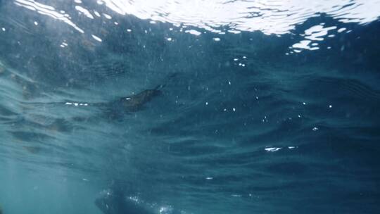 潜水员在海底浮潜