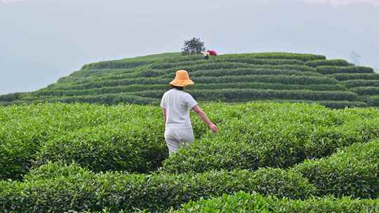 年轻亚洲女性在茶园里走动赏茶