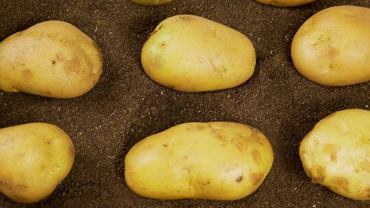 土豆 马铃薯 土地种植土豆视频素材模板下载