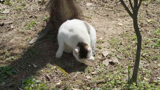 春天公园里可爱的猫咪流浪猫