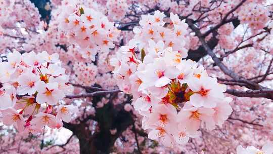 日本樱花特写晚樱