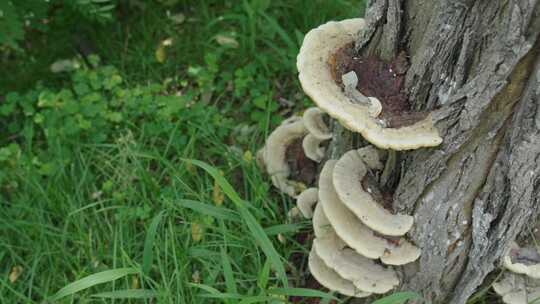 树根上长的蘑菇