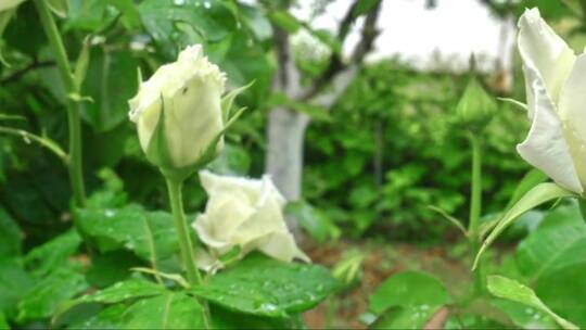 花园里的白玫瑰