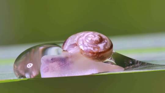 蜗牛缓慢行走露珠晨露水昆虫有机蔬菜