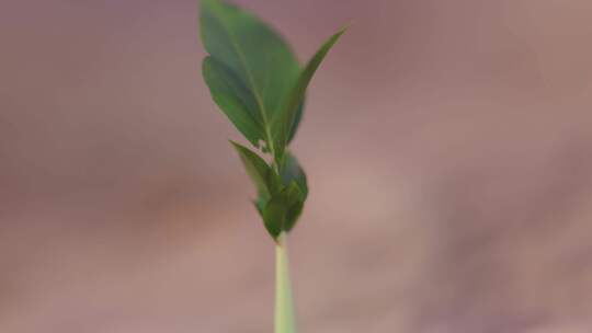 植物，生长，沙漠，树叶