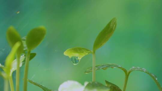 带水滴的嫩绿植物特写