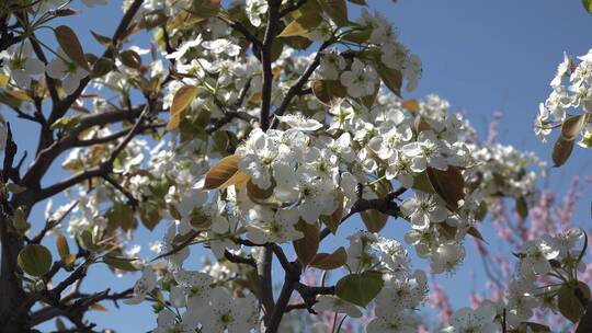 春光明媚白色梨花视频素材模板下载