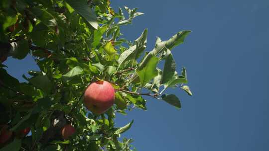 苹果园苹果树树上的苹果视频素材模板下载