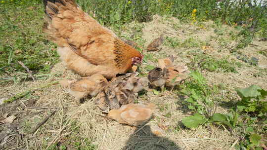 老母鸡带着小鸡苗草丛觅食视频素材模板下载