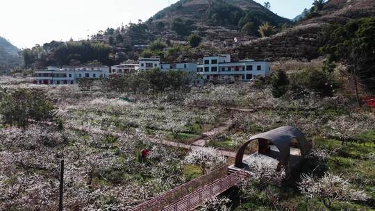 信宜市钱排李花航拍