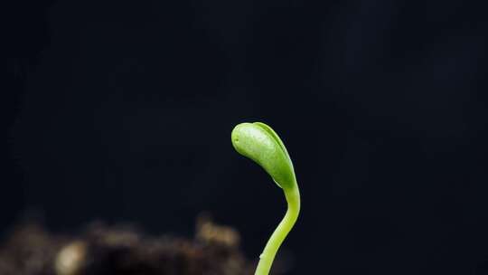 植物生长发芽延时