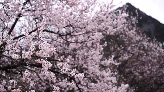 西藏林芝波密桃花沟雪山和桃花