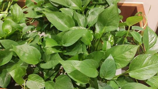 室内盆栽绿萝