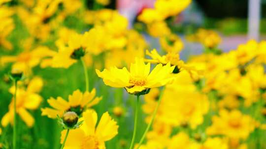 路边的黄色野菊花