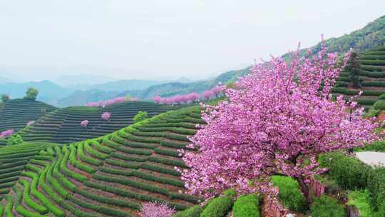 杭州富阳拔山春天樱花茶园风景航拍