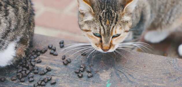 虎斑猫吃猫粮