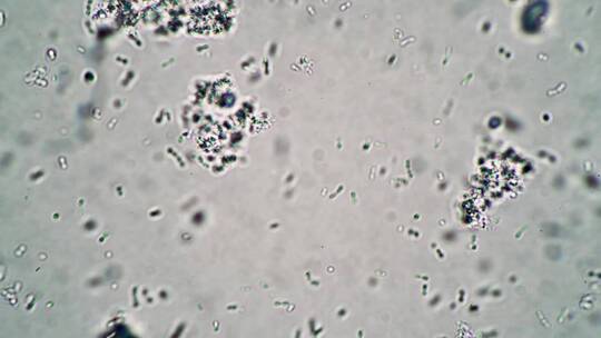 显微镜生物科技观察细胞视频 (1)