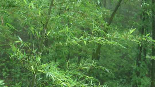 下雨天茂密的竹林枝叶繁茂生机勃勃的景象