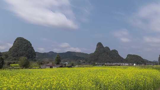 山间田野中的大片油菜花风景