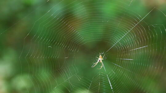 蜘蛛正在织网