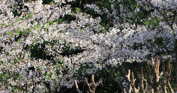 阳光下美丽逆光樱花特写