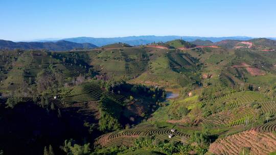 航拍茶山茶园