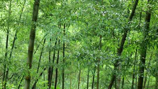 竹林竹叶禅意下雨天唯美空镜