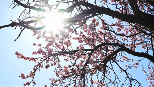 阳光下盛开的桃花