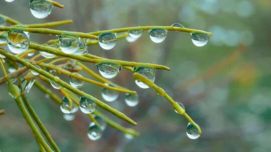 特写雨后大自然