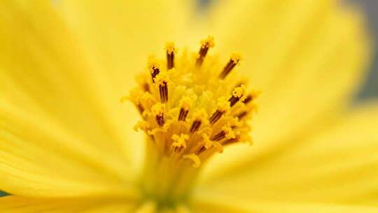 黄色花蕊特写唯美治愈清新生命力画面