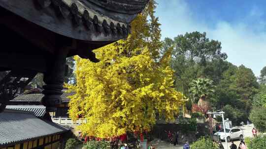 重庆天心寺银杏航拍