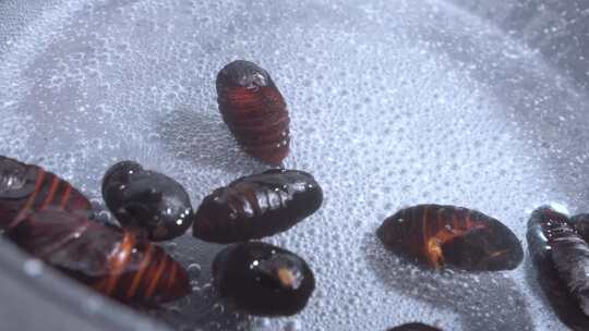 水煮蚕蛹东北美食