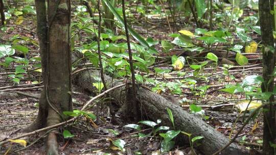 雨林里狩猎的豹猫