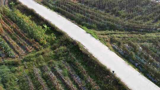 农田道路航拍