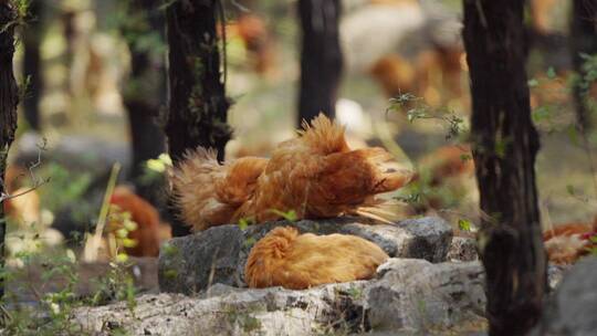 农场散养小公鸡北京油鸡养殖业视频素材模板下载