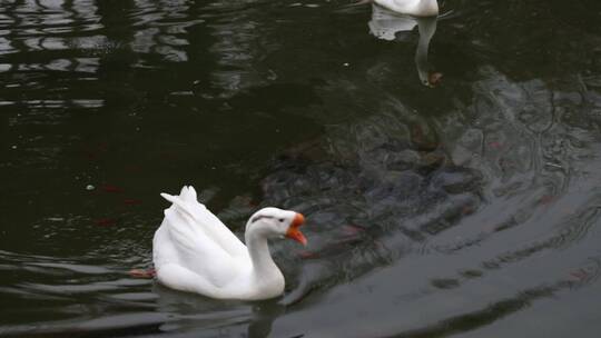 王羲之故居洗砚池中的白鹅在水里游来游去