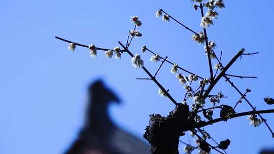 唯美春天立春园林梅花古建筑诗音梅花