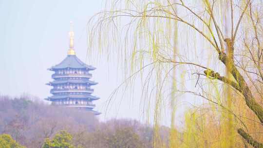 【合集】杭州西湖春天发芽的柳树