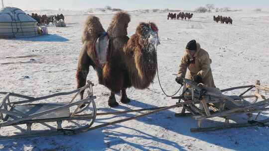 【10条合集】蒙古族民俗传统文化-48