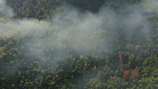 江南竹山竹海竹林竹叶生态环境航拍