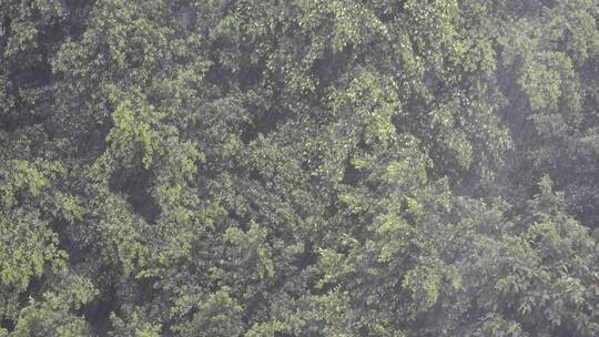 树林上空的雨视频素材模板下载