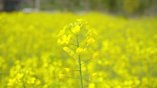 油菜花视频00986767